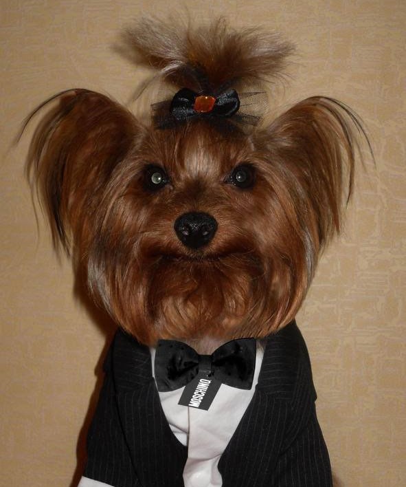 Yorkie dog in a suit