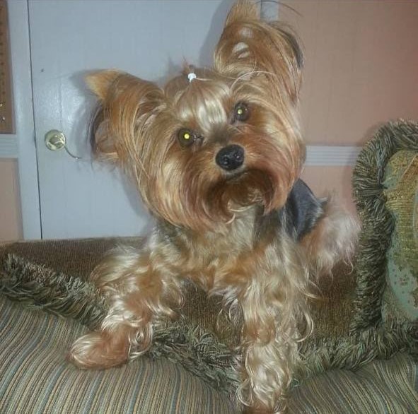 Yorkie dog