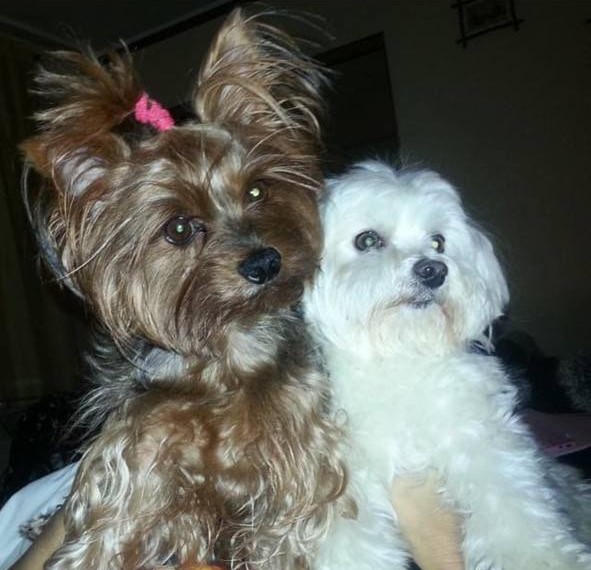 Yorkie and Maltese dogs