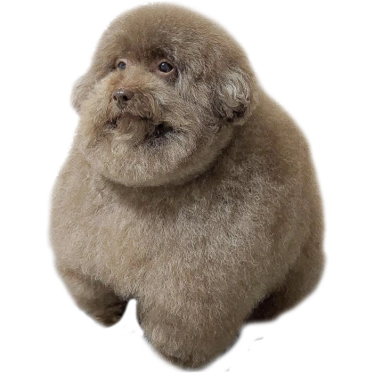 big and round and fluffy poodle